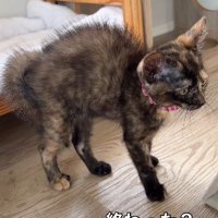 警戒を緩める猫
