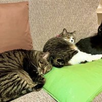 ソファーに座る3匹の猫