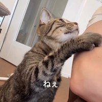人に向かって手を伸ばしている猫