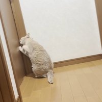 ドアをひっかいている猫