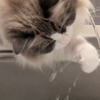 前足で水を触る猫
