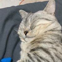 眠る猫の寝顔