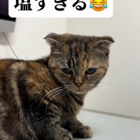 下を向く猫