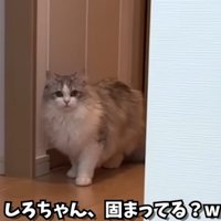 驚いて固まっている猫