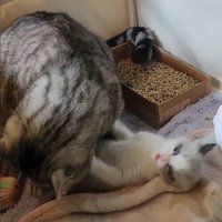 大人猫にかまわれている子猫