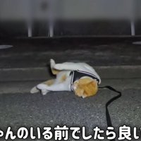 道に寝転がる猫2