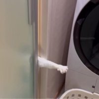 脱衣所と猫の手