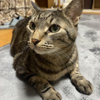 キジトラ猫のリュウくん