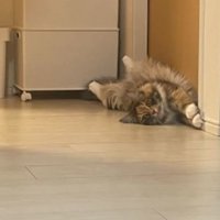 室内にいる猫