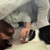 布団の中にいる飼い主となでられている猫