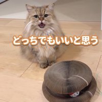 どっちでもいいと思う