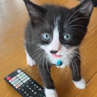 カメラ目線で立ち上がる猫