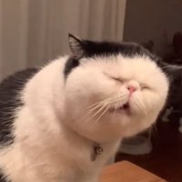 おやつを食べる猫