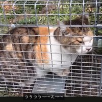 返事をする猫