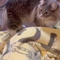 ブランケットの上に立っている猫