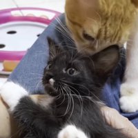 頭を毛づくろいされる子猫