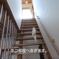 テロップ「ネコ部屋へ急ぎます」
