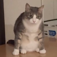 謎のポーズで座る猫