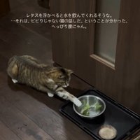 前足を伸ばす猫