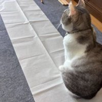 書道の紙と猫