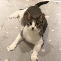 床にはいつくばって見上げる猫