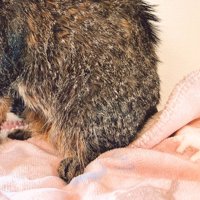 お風呂から上がった猫の足元