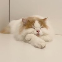 眠る姿