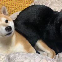 柴犬の上に座る黒猫