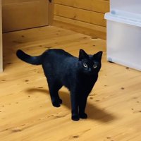 飼い主さんのほうを見つめる黒猫