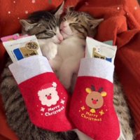 寝ている2匹の猫