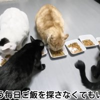 テロップ「もう毎日ご飯を～」