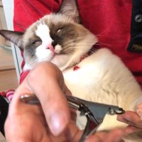 爪切りをされて白目を剥く猫