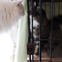 保護猫ハルちゃんと向かい合うシロちゃん