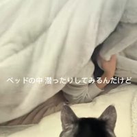 布団にくるまる飼い主と猫