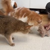 猫の様子