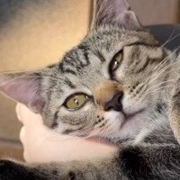 飼い主の足を枕にする子猫