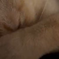 前足で目を覆いながら眠る猫