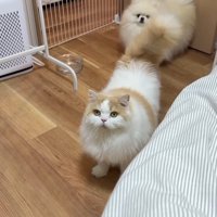 レモンくんと後ろにポテチくん