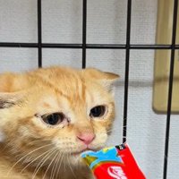 おやつの匂いを確かめる茶トラの保護子猫