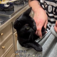 抱っこ紐に入った猫