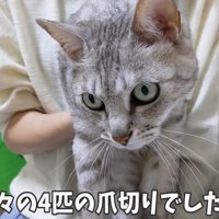 猫の顔