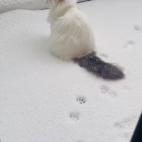庭の雪の上に座るノルウェージャン