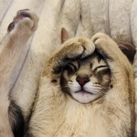 毛布の上で眠るアビシニアン