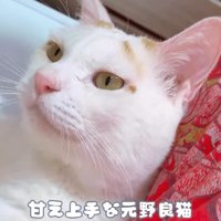 猫の顔