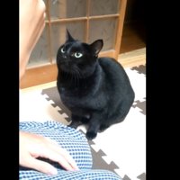 黒猫