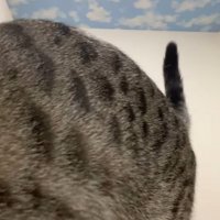 カメラの前に座る猫