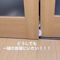ドアの隙間に前足を入れる猫