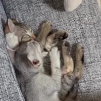 ソファで寝ている2匹の子猫