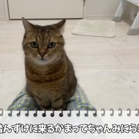 テロップ「人間を踏んずけにくる～」