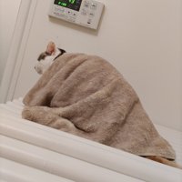 お風呂のフタの上に座る猫